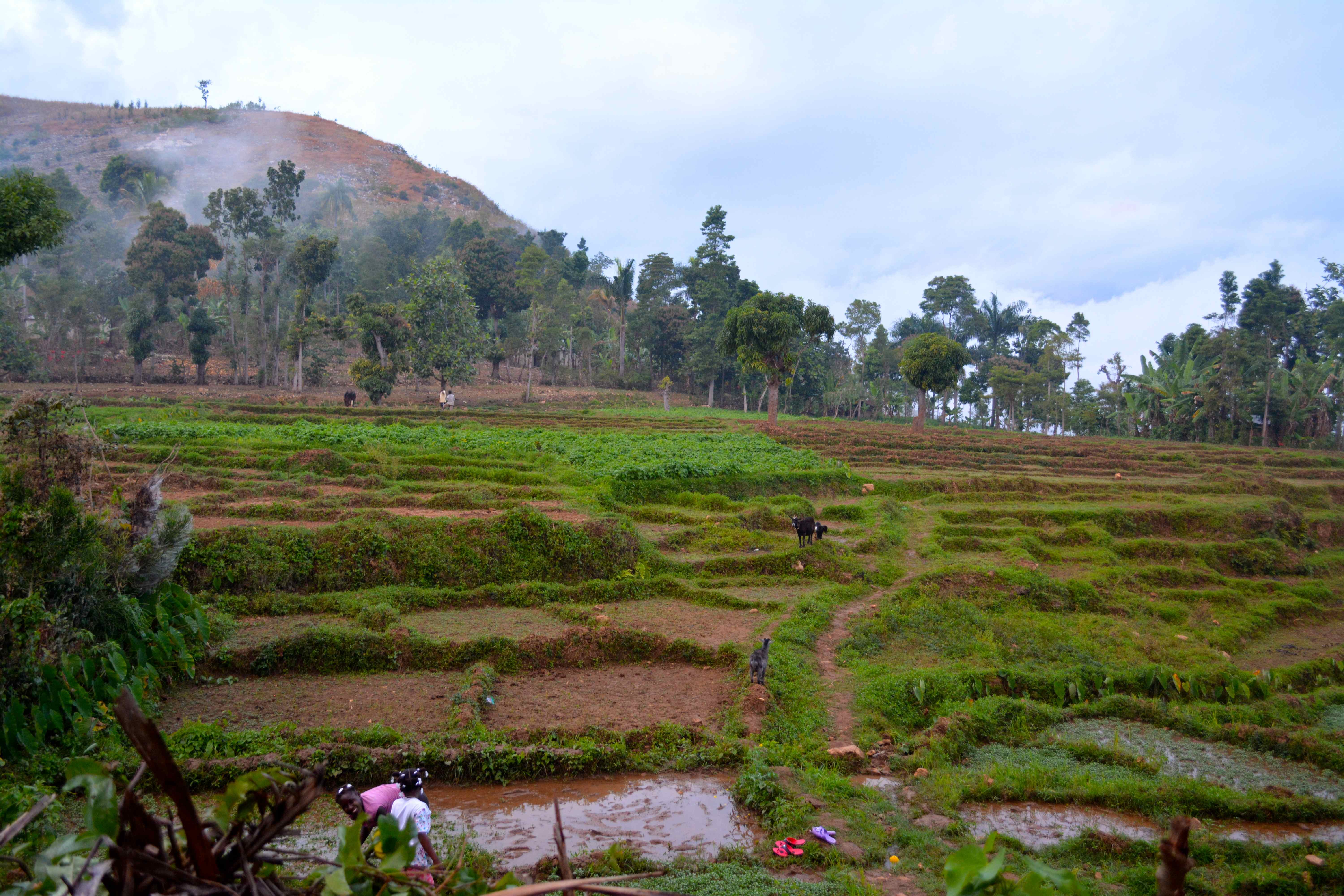 Rice field