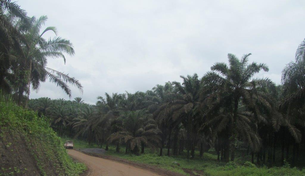 Palm Plantations