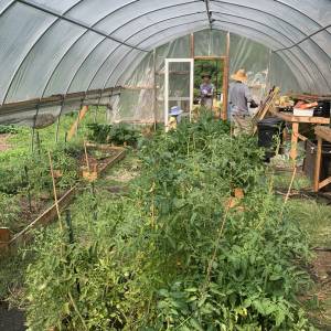 Gardening inside a hothouse Caption: