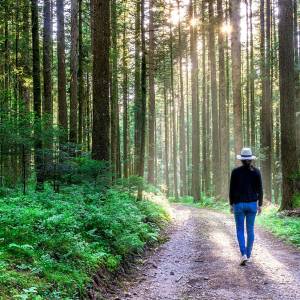 Taking a walk through the forest