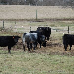 Black and white cows in a pasture