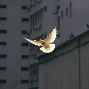 a dove with a city building in the background.