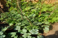 Kitchen gardens growing ndiwo.