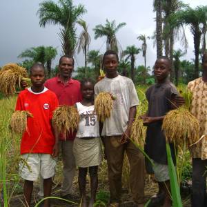 Boys harvesting rice