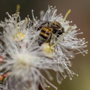 bee on flower