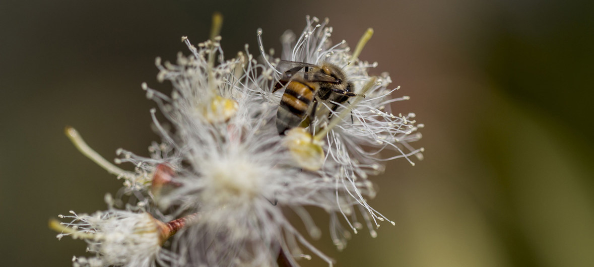 bee on flower