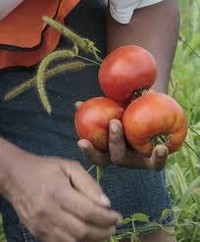 tomato harvest