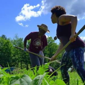 Farmers weeding in NY