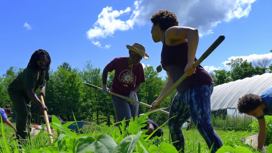 Farmers weeding in NY