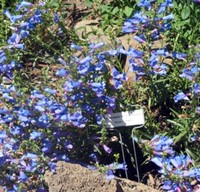 Foothillpenstemon300