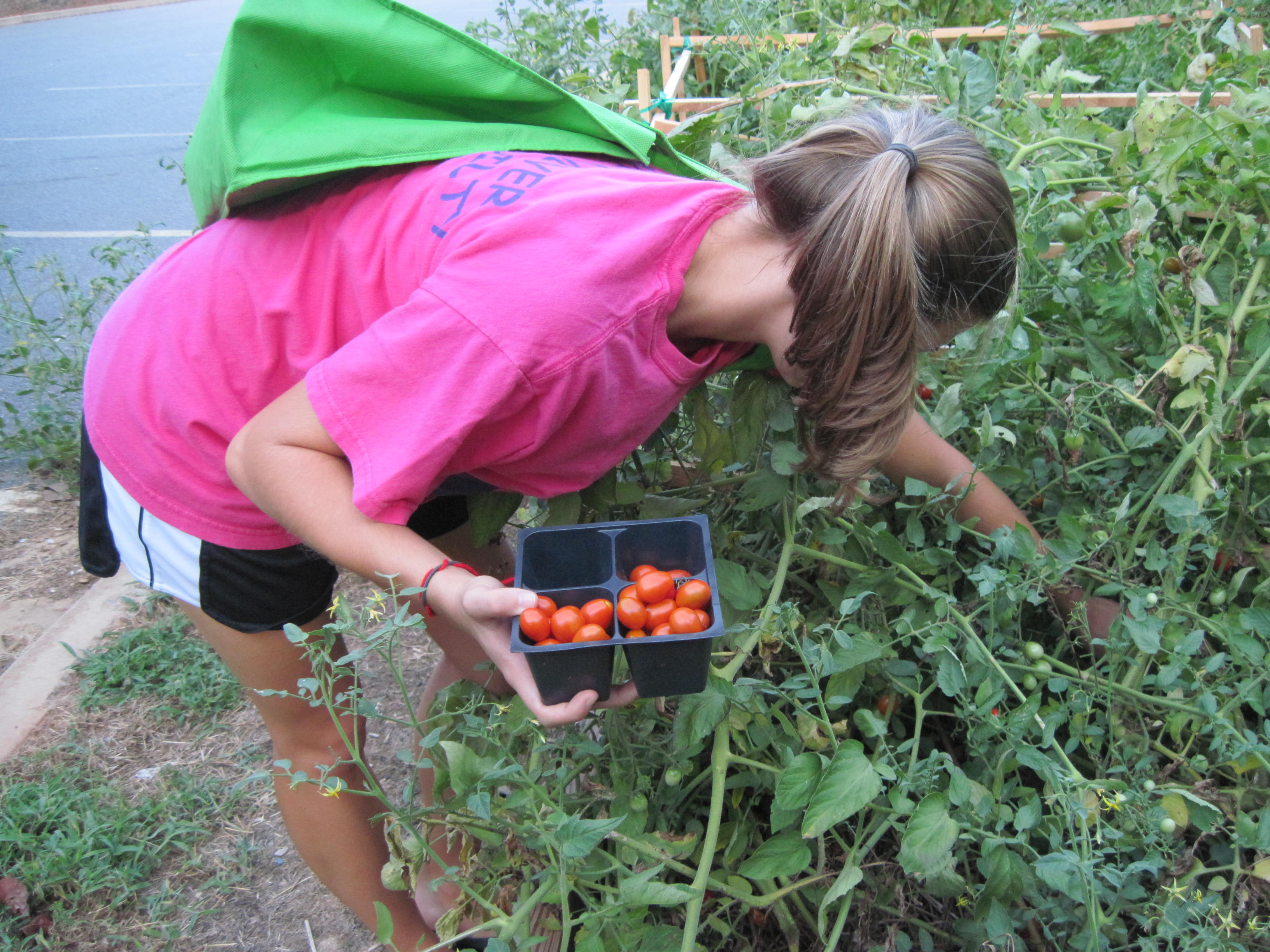 Katie harvesting