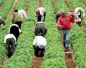 farmworkers in strawberry field