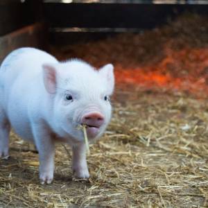 touch guy piglet with straw in mouth