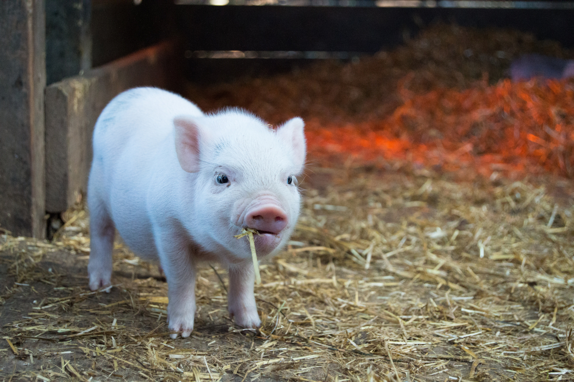 touch guy piglet with straw in mouth