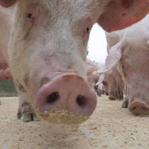 pigs eating grain