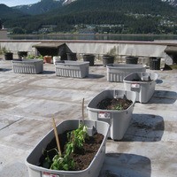 rooftop garden