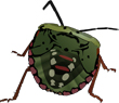 stinkbug