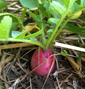 radish in the ground