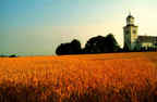 Wheat_field_small